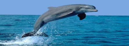 Картинки по запросу картинка дельфін